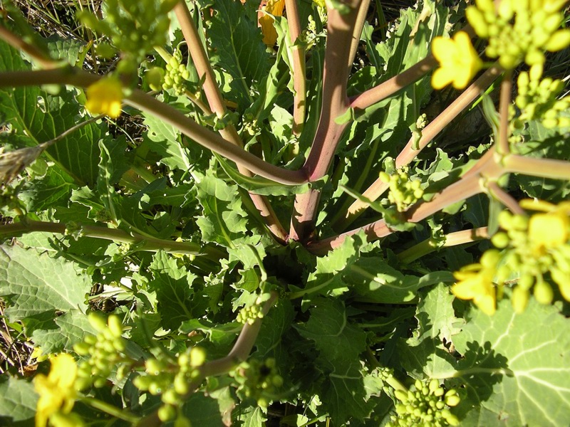 Crucifera a fiori gialli da identificare