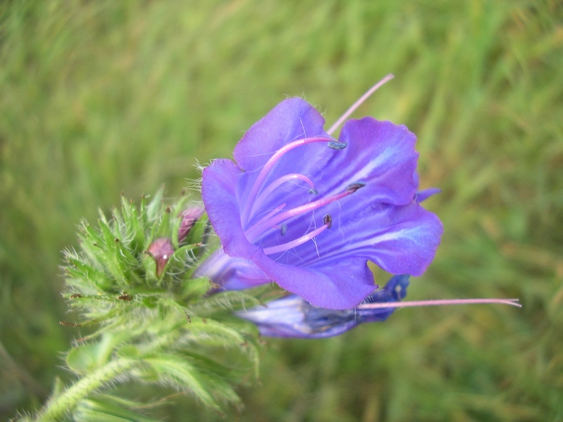 Echium plantagineum / Viperina piantaggine