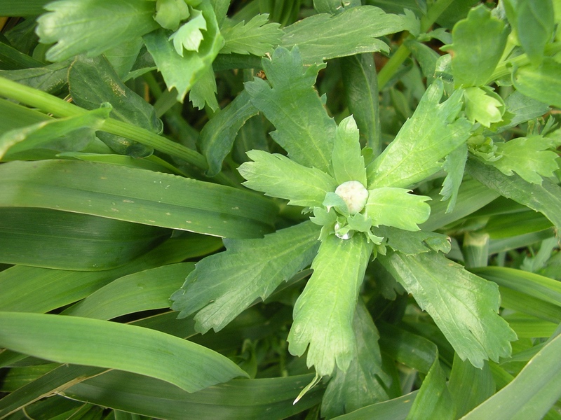 Glebionis segetum / Crisantemo campestre