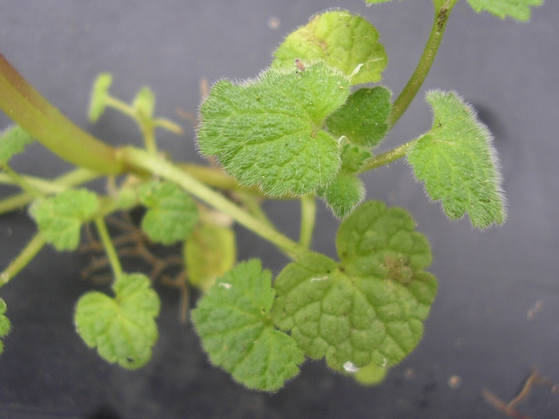 Lamium purpureum / Falsa ortica purpurea