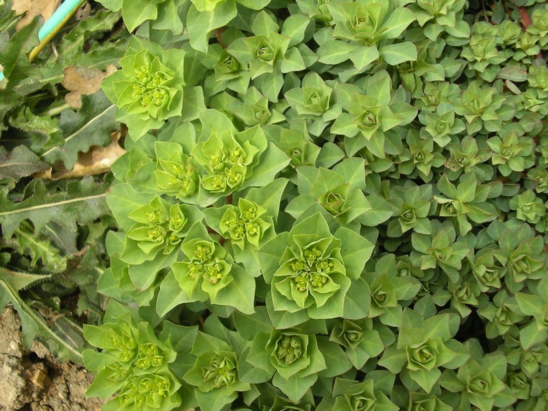 Euphorbia helioscopia