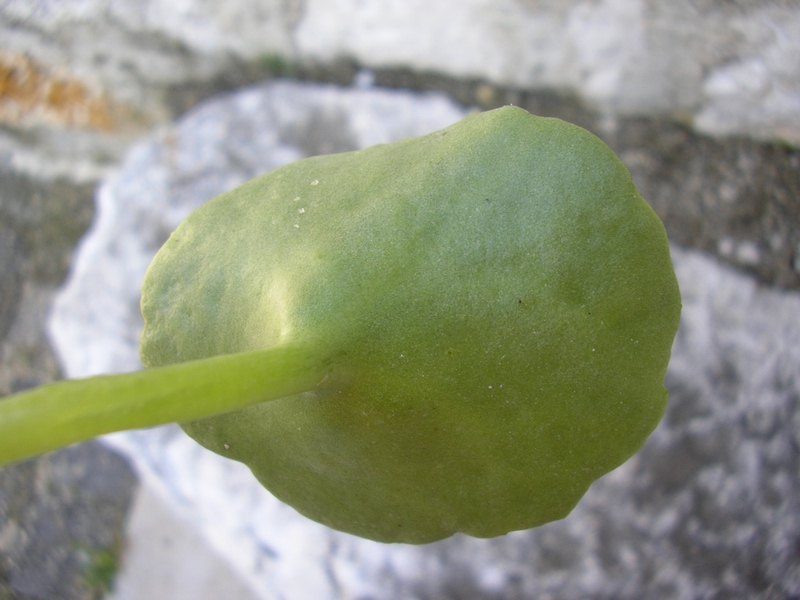 Pianta che vive sui muri da identificare (Umbilicus sp.)