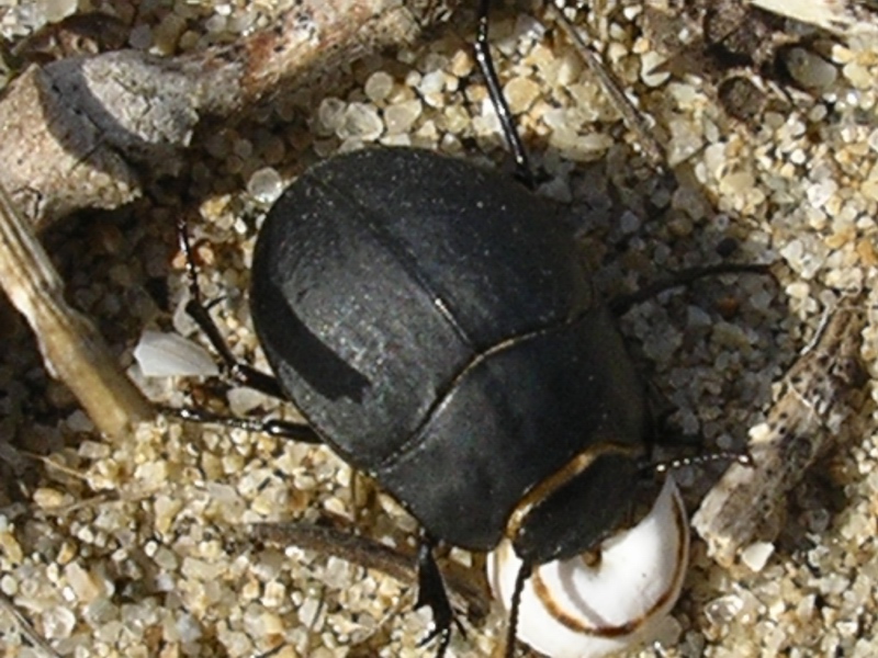 Erodius sp.