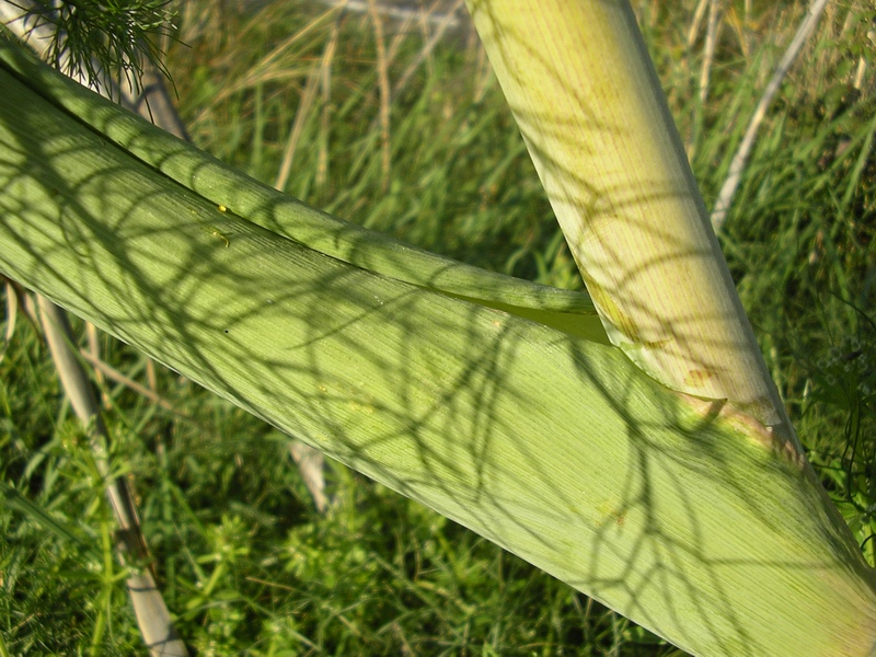 Ferula communis / Ferula comune