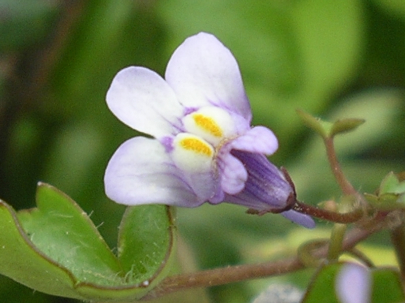 trovata su un muro a secco. Cymbalaria muralis