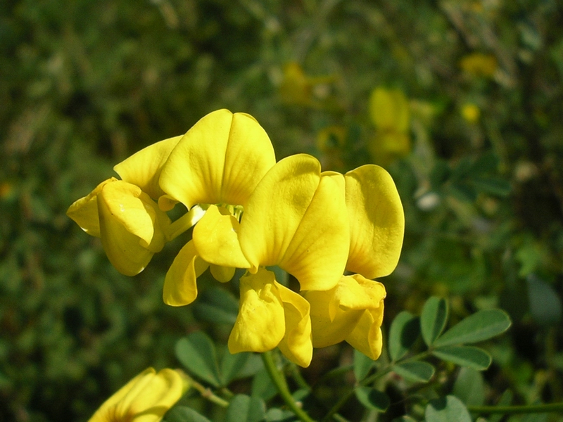 Coronilla emerus