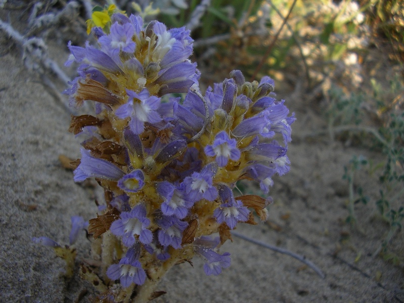 Orobanche ramosa  / Succiamiele ramoso