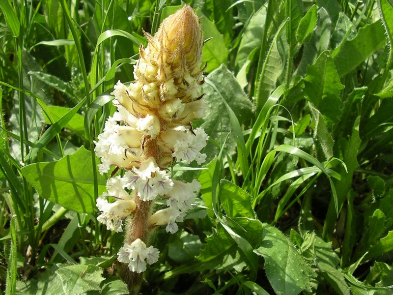 Orobanche crenata / Succiamele delle fave