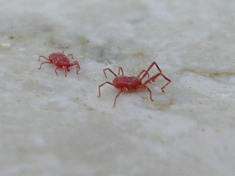 Acaro Balaustium sp.
