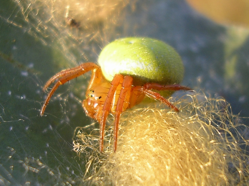Araniella sp.