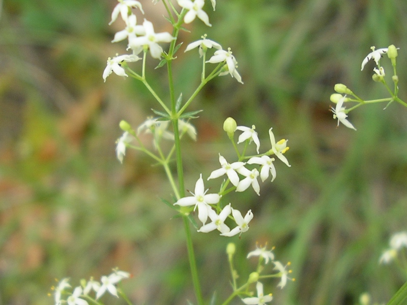 Da identificare - ai margini di un bosco - Galium sp.