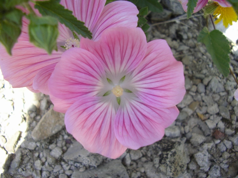 Malope malacoides / Malobe