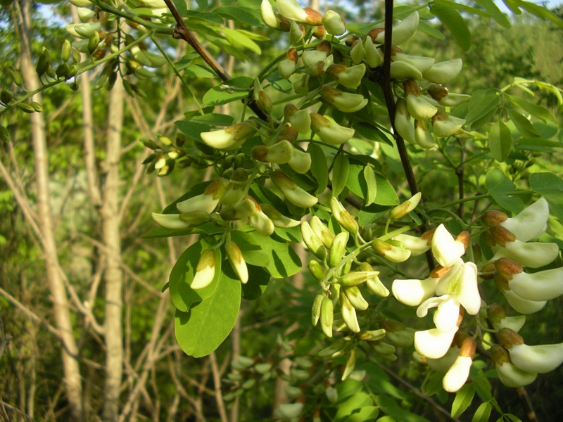 Robinia pseudoacacia / Robinia