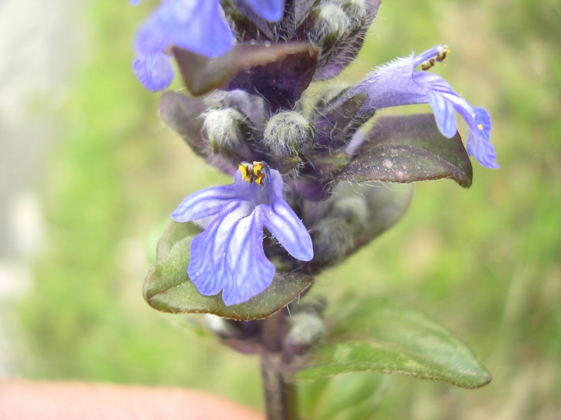 Ajuga reptans / Iva comune, Erba di S.Lorenzo
