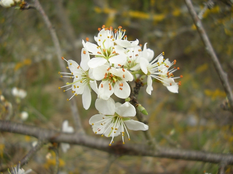 Prunus spinosa / Pruno selvatico