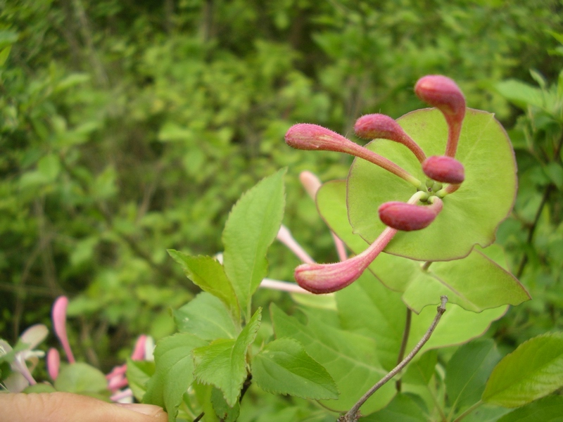 Lonicera caprifolium / Caprifoglio comune, abbracciabosco