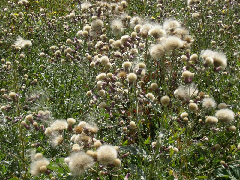 Cirsium arvense & Centaurea gialla