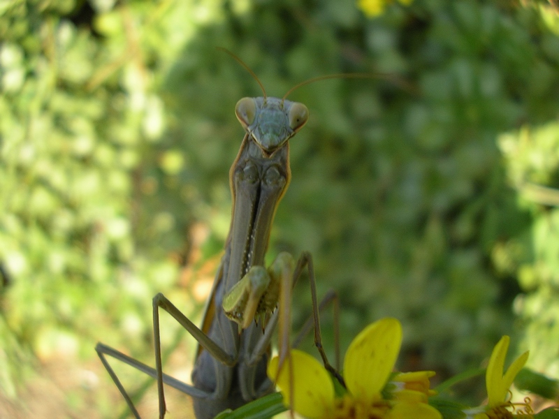 Mantis religiosa
