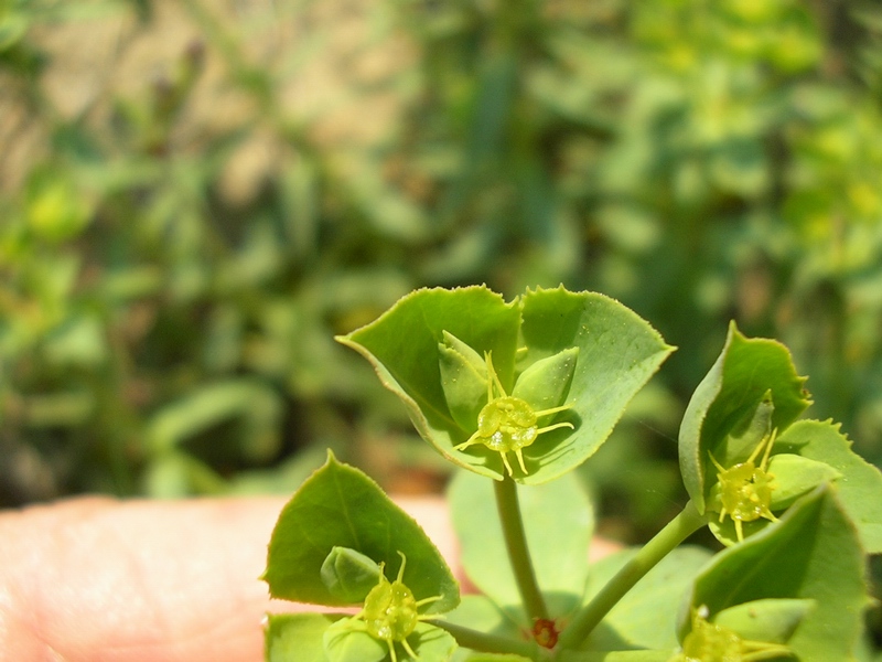 Euphorbia terracina