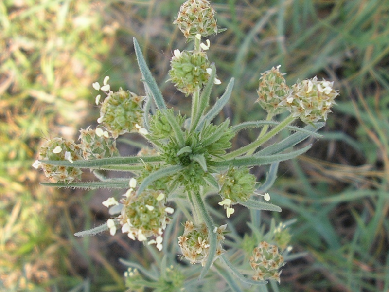 Plantago afra