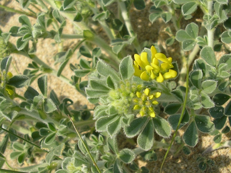 Medicago marina / Erba medica marina