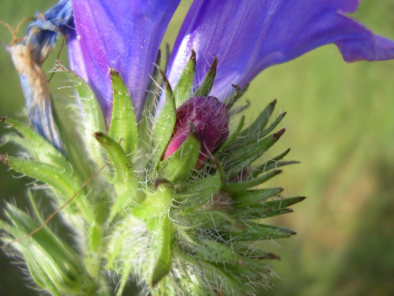 Echium plantagineum / Viperina piantaggine