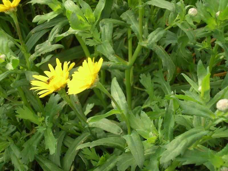 Glebionis segetum / Crisantemo campestre