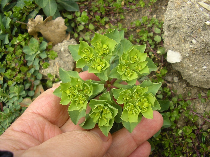 Euphorbia helioscopia