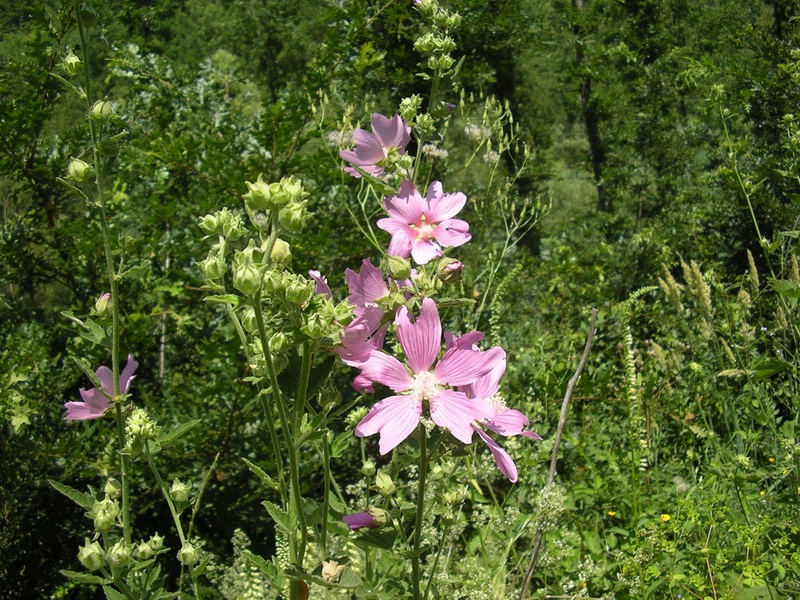 Malva thuringiaca