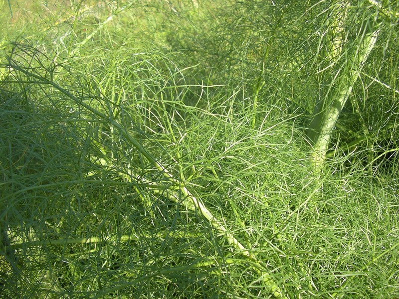Ferula communis / Ferula comune