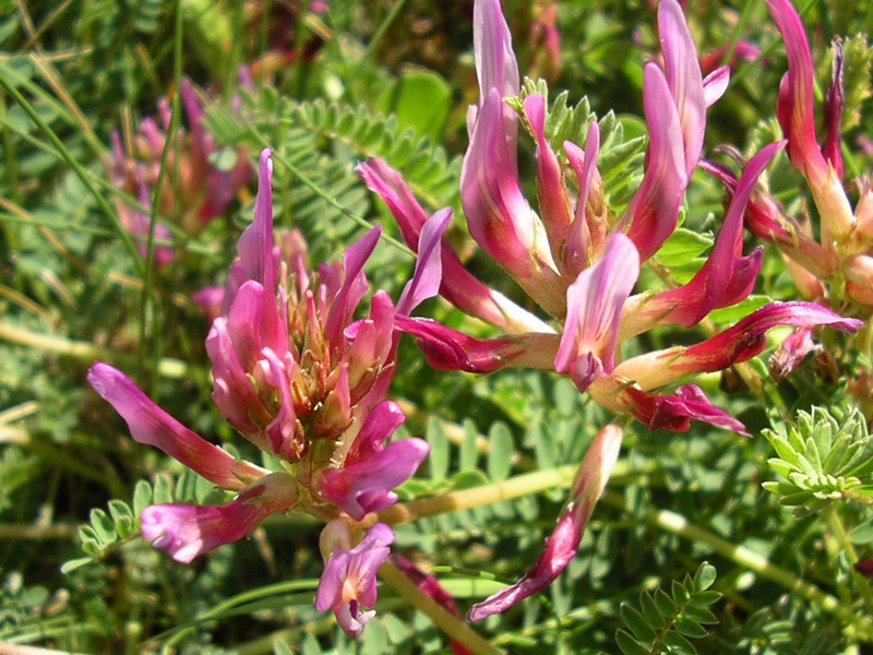 Astragalus monspessulanus / Astragalo di Montpellier