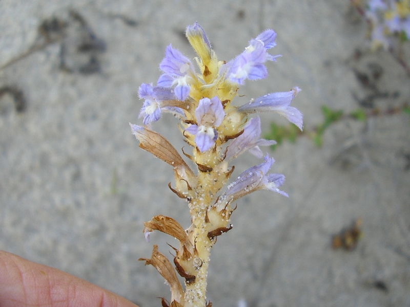 Orobanche ramosa  / Succiamiele ramoso