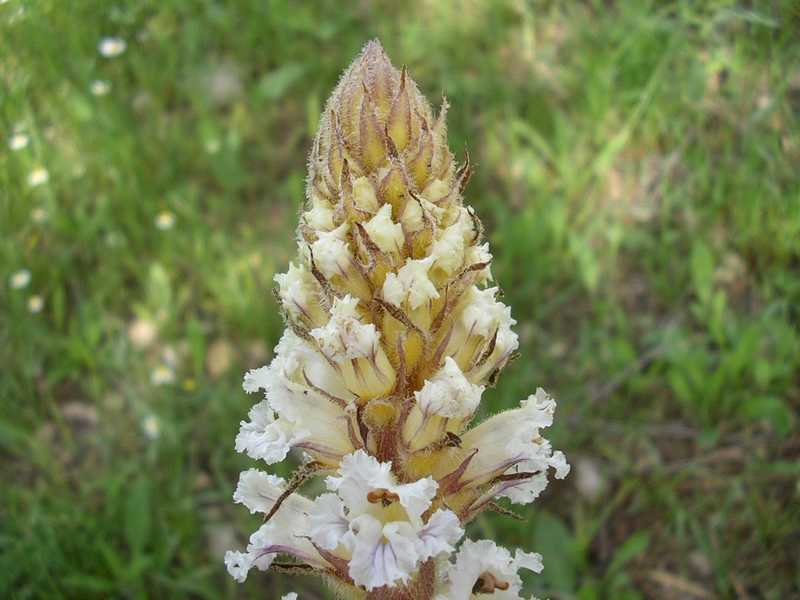 Orobanche crenata / Succiamele delle fave