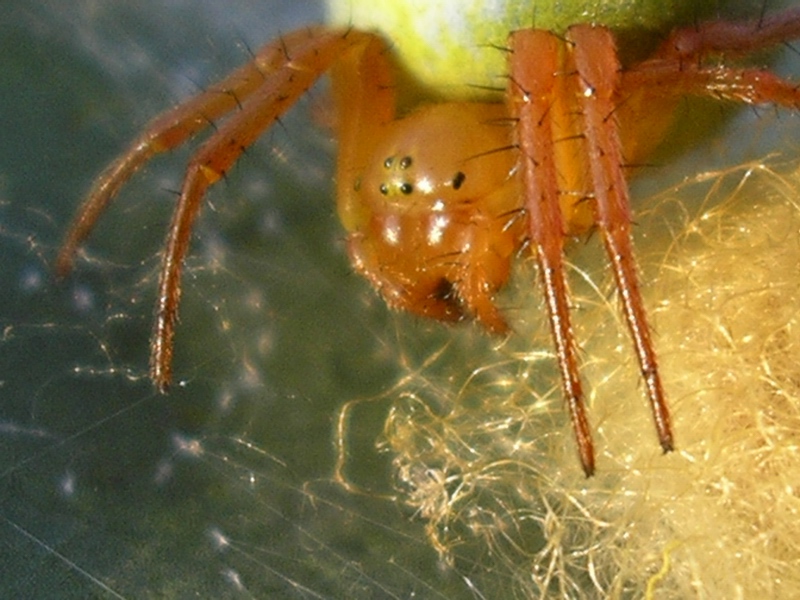 Araniella sp.