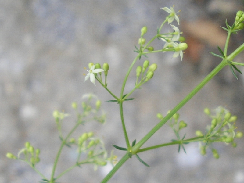 Da identificare - ai margini di un bosco - Galium sp.