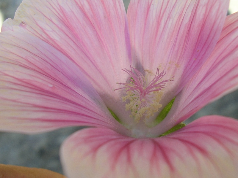 Malope malacoides / Malobe