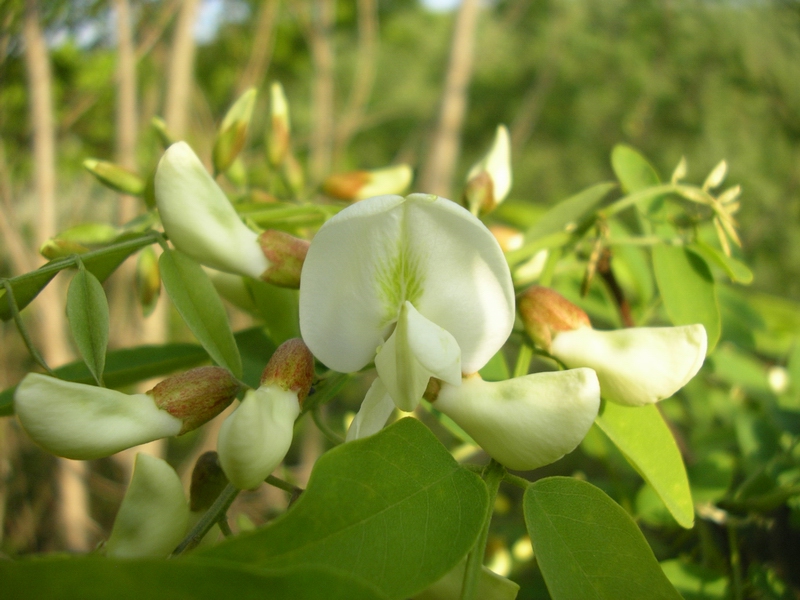 Robinia pseudoacacia / Robinia