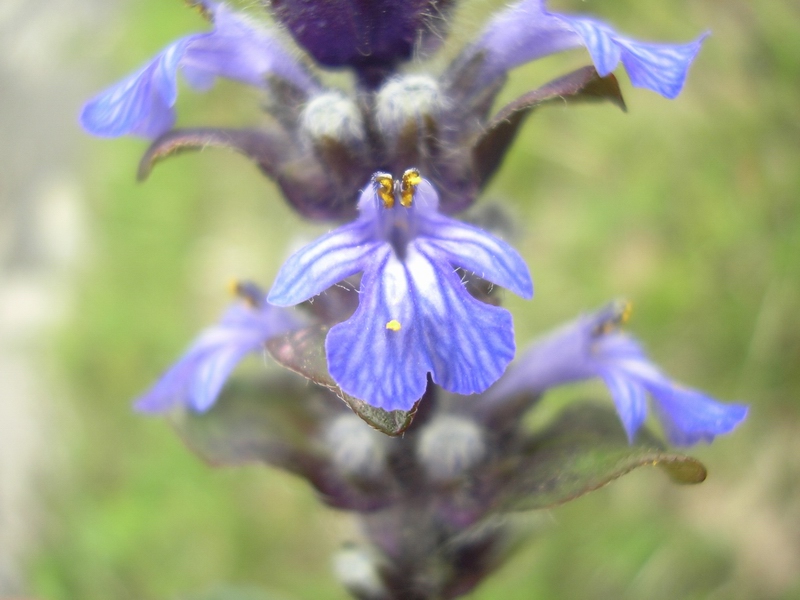 Ajuga reptans / Iva comune, Erba di S.Lorenzo