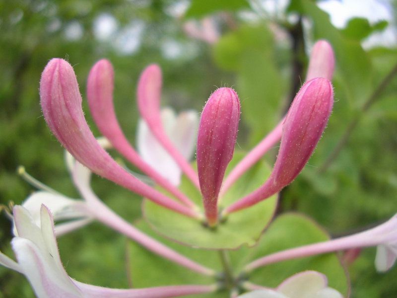 Lonicera caprifolium / Caprifoglio comune, abbracciabosco