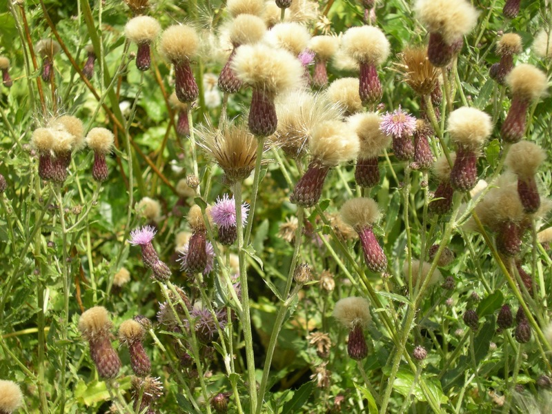 Cirsium arvense & Centaurea gialla