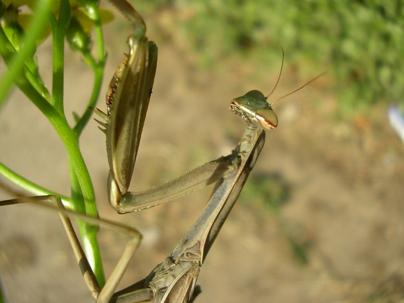 Mantis religiosa