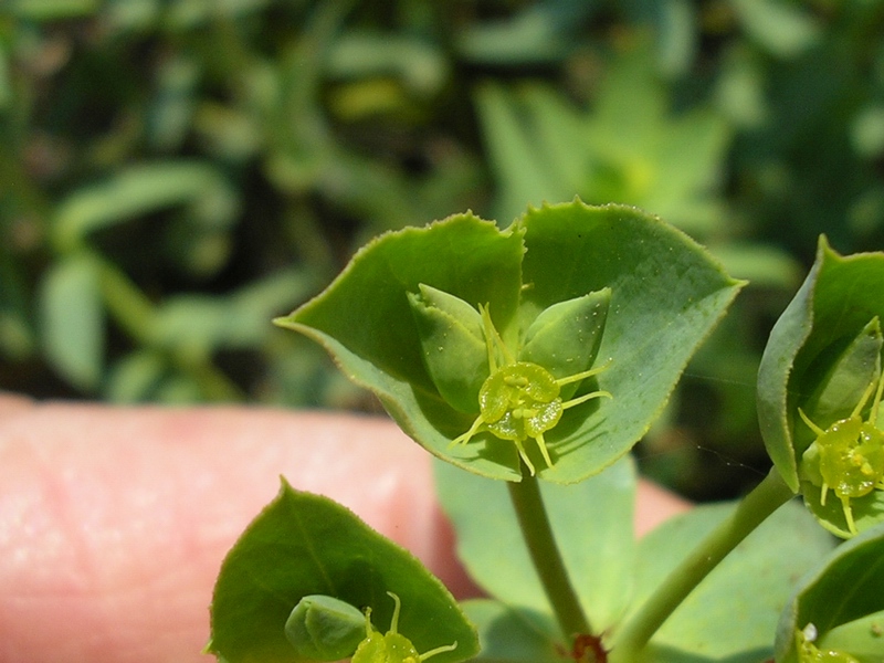 Euphorbia terracina