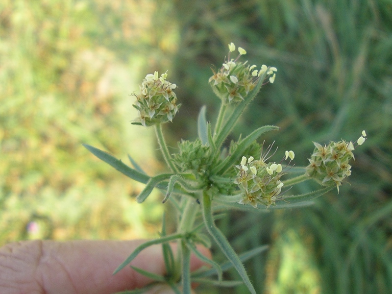Plantago afra