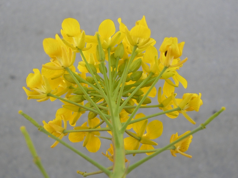 Crucifera a fiori gialli da identificare