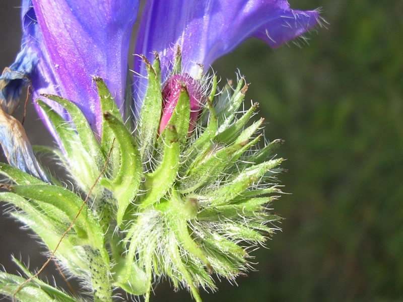 Echium plantagineum / Viperina piantaggine
