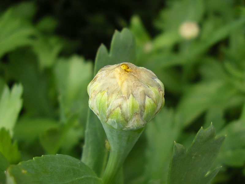 Glebionis segetum / Crisantemo campestre