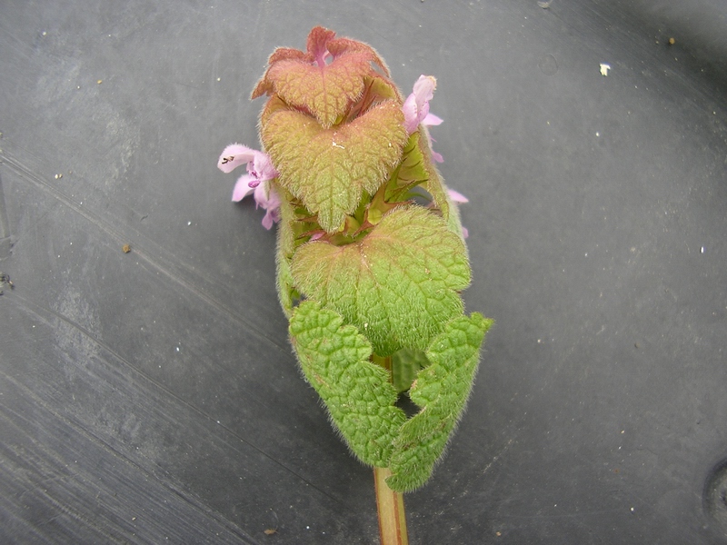 Lamium purpureum / Falsa ortica purpurea