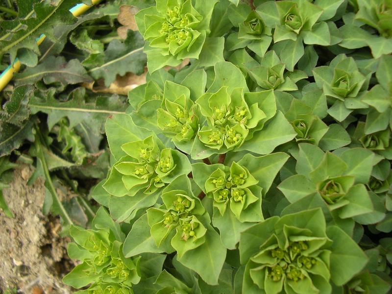 Euphorbia helioscopia