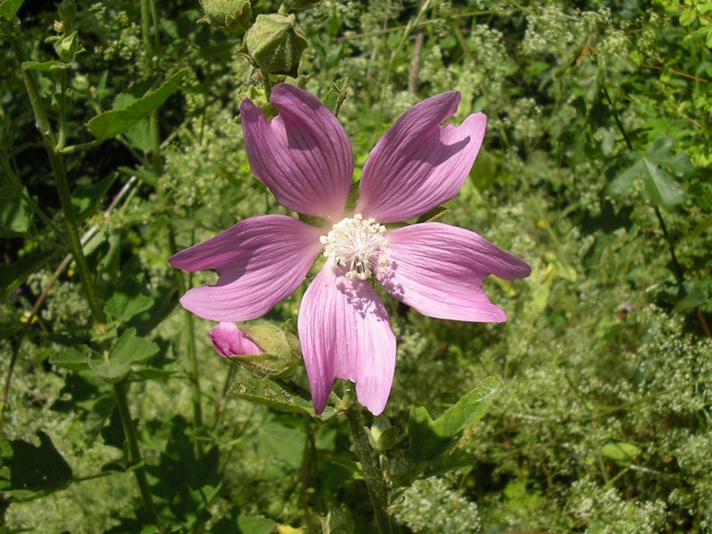 Malva thuringiaca