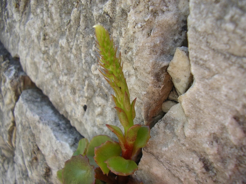 Pianta che vive sui muri da identificare (Umbilicus sp.)